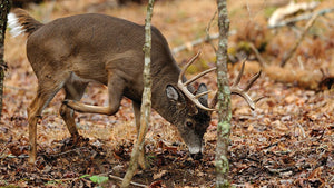 Science & Behavior of Whitetail Scrapes
